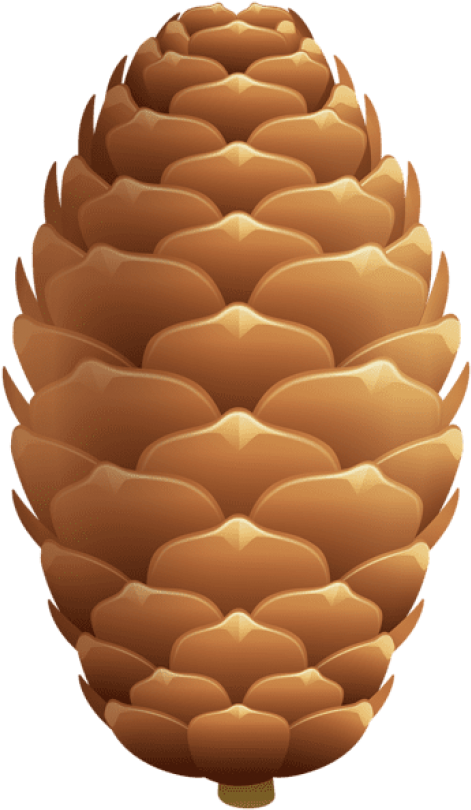 Free Png Pinecone Png Images Transparent Clipart (480x819), Png Download