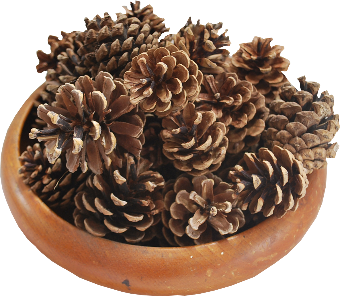 Pine Cones - Wood Clipart (1936x1296), Png Download