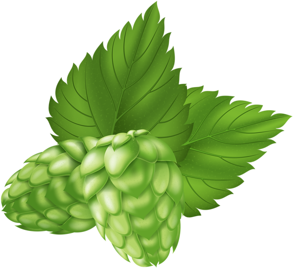 Beer Hops Plant Png Clip Art Image - Hops Png Transparent Png (600x547), Png Download