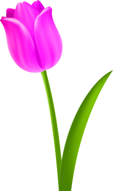 Tulip Flower Petal Purple - Tulip Flower Drawing Clipart (443x750), Png Download