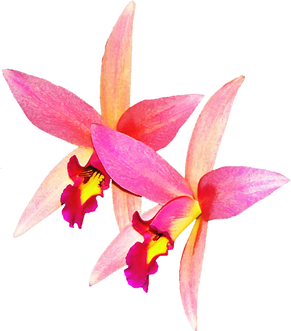 Orchid Flower Png Image - เวก เตอร์ ดอก กล้วยไม้ Clipart (2332x1896), Png Download