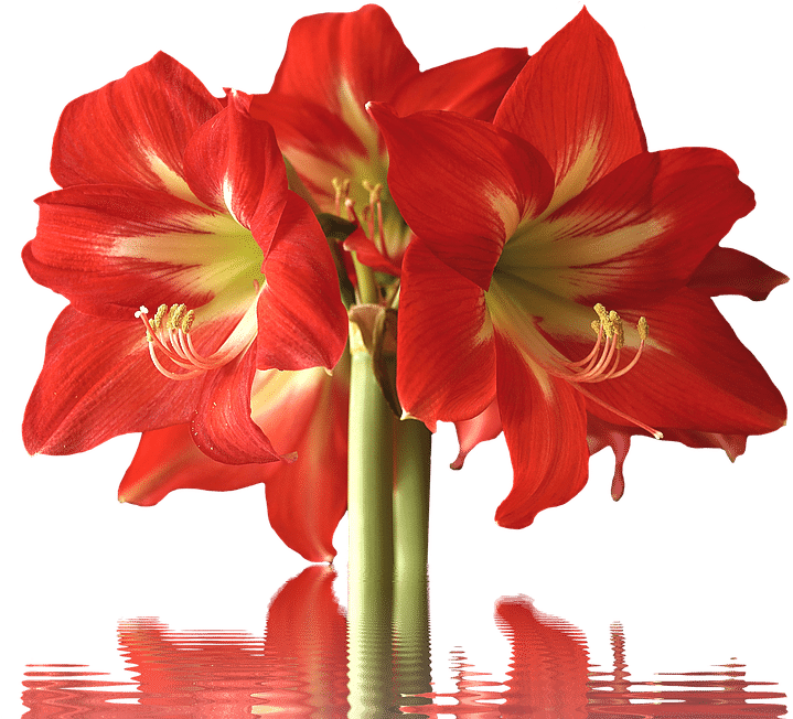 Known For The Trumpet Shaped Bloom, These Flowers Have - Variety Of Flowers Clipart (960x651), Png Download