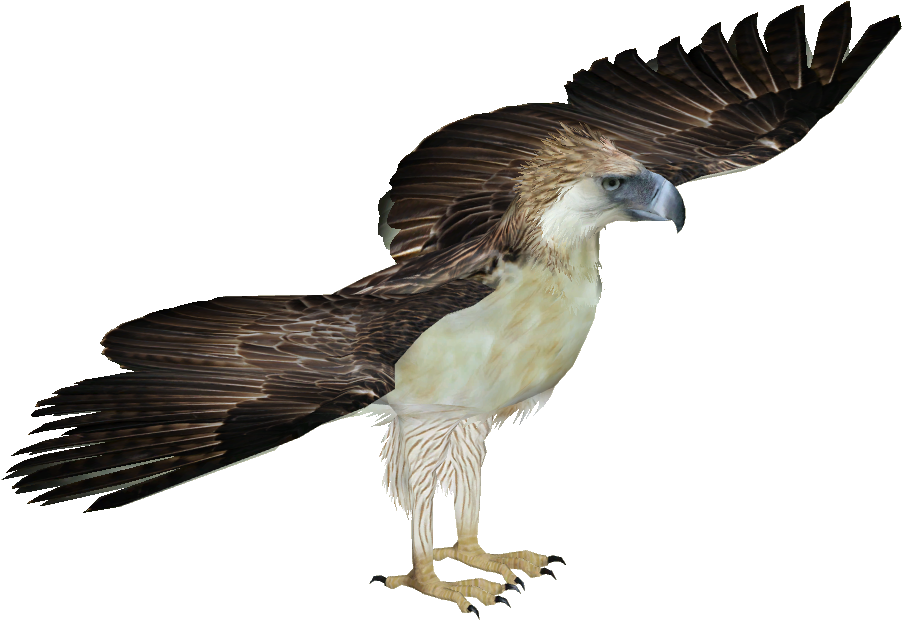 901 X 901 8 - Philippine Eagle Transparent Clipart (901x901), Png Download