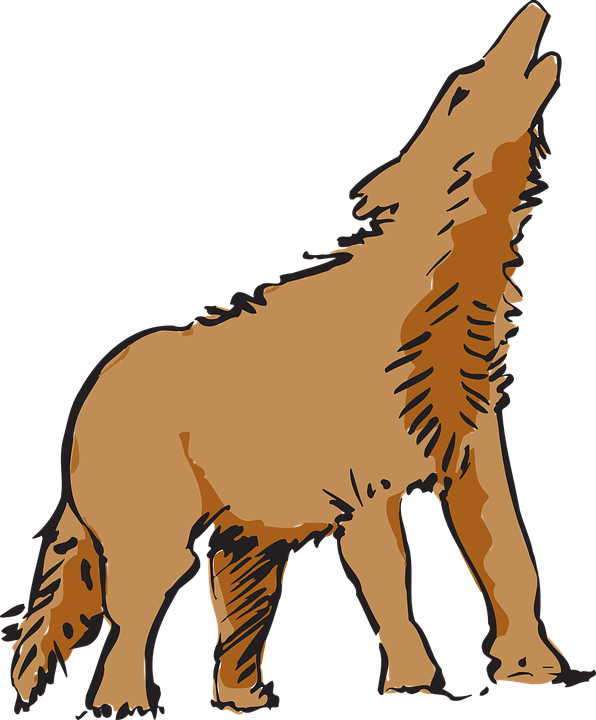 Royalty Free Stock Collection Of Free Howled Clipart - Coyote Clipart Png Transparent Png (596x720), Png Download