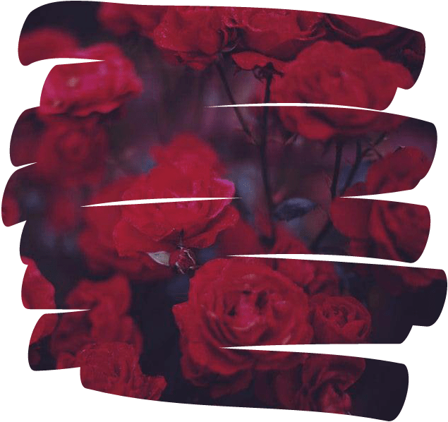 Rose Flower Overlay Aesthetic Tumblr Red - Aesthetic Tumblr Gif Png Overlays Clipart (635x598), Png Download