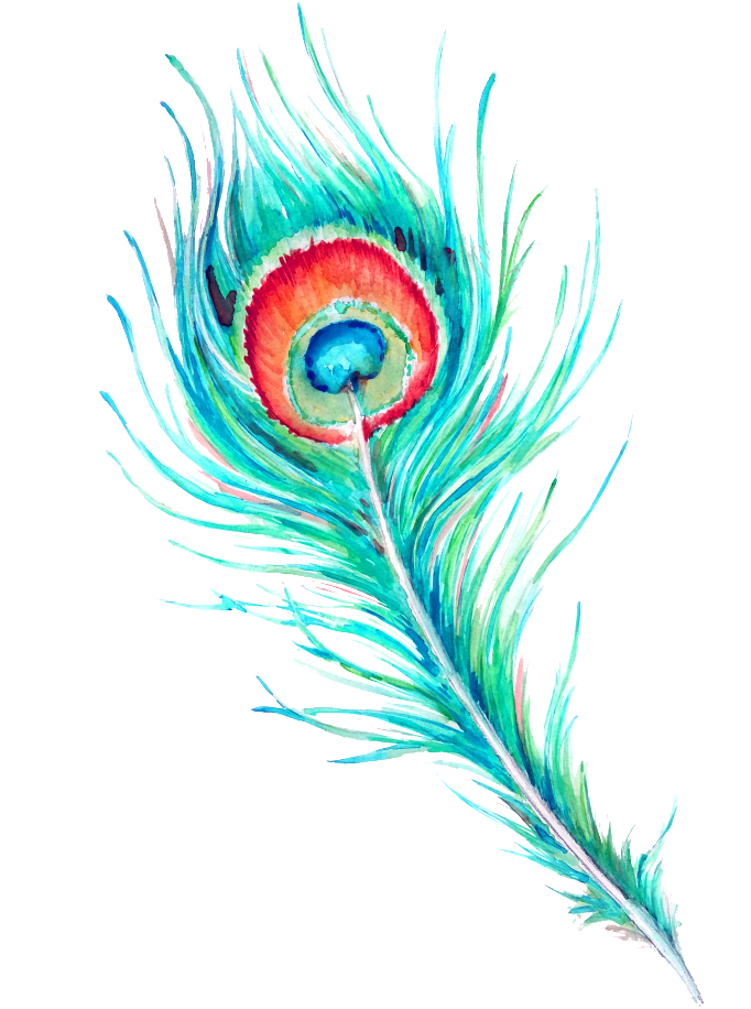 Peacock Feather Hd Beautiful Png Clipart (682x916), Png Download
