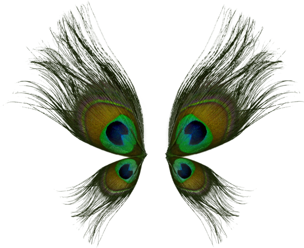 Make Butterfly Wings From Peacock Feathers, Frame In - Peacock Wings Clipart (600x600), Png Download