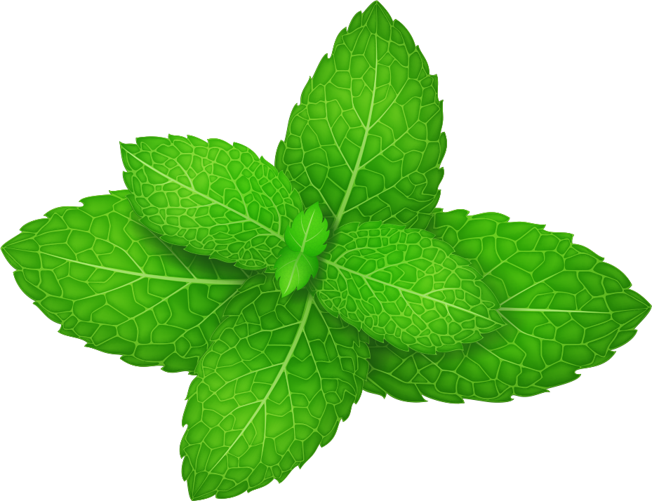 Mentha Spicata Peppermint Herb Green Leaves - Mint Vector Clipart (929x714), Png Download