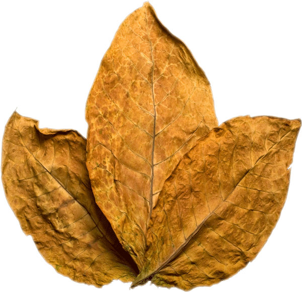 Tobacco - Tobacco Png Clipart (599x600), Png Download