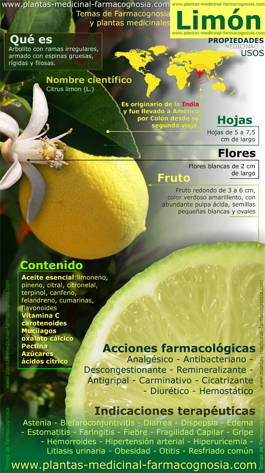 Propiedades Del Limón - Lemon Tree Medicinal Uses Clipart (538x958), Png Download