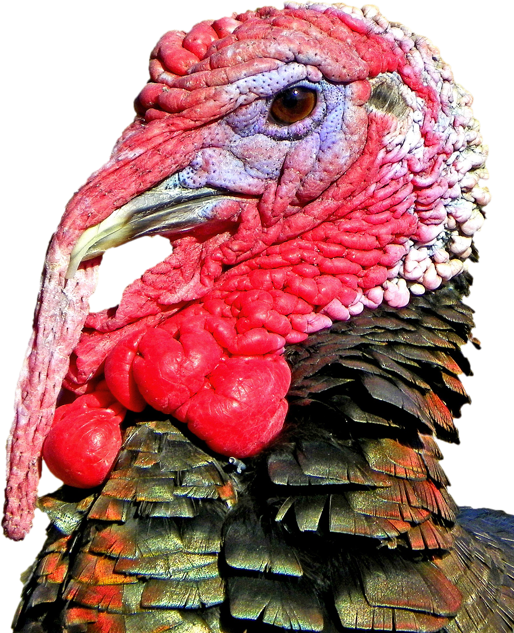 Turkey Head Transparent Background Clipart (1649x2031), Png Download