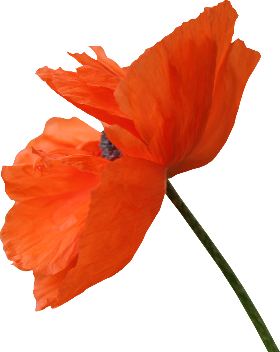 Red Poppy Png Clipart (900x1133), Png Download