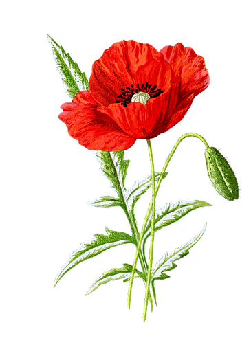 Botanical Poppy Clipart (494x720), Png Download