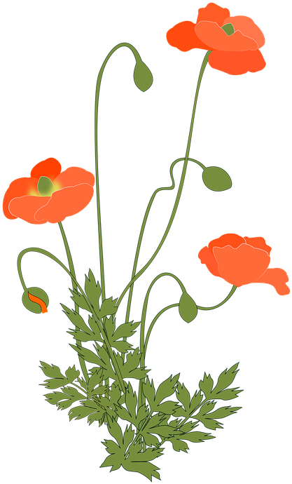 Poppy, Corn Poppy, Flowering Plant, Pink - Coquelicot Plante Clipart (495x720), Png Download