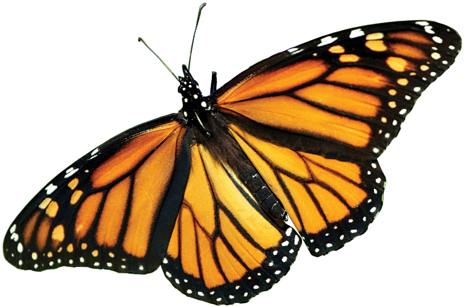 Monarch Butterfly Png Picture - Monarch Butterfly Png Clipart (1500x1000), Png Download