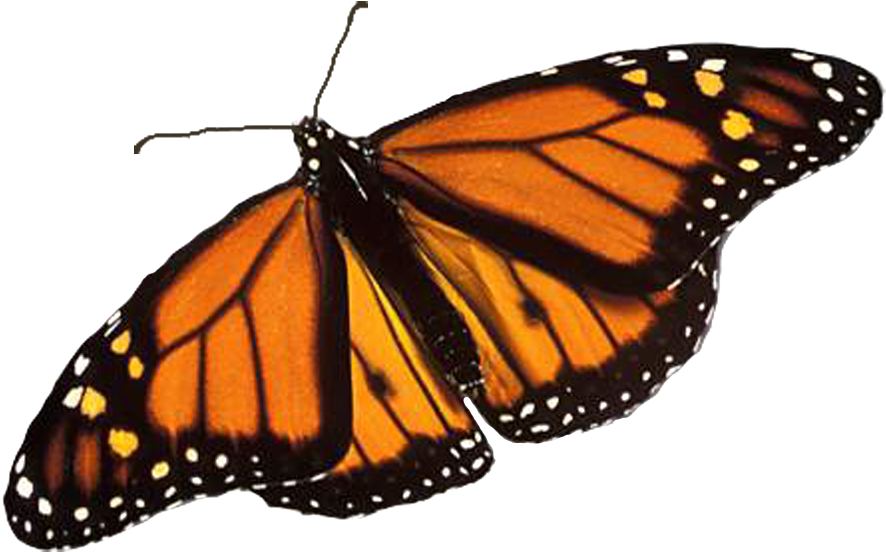 Monarch Butterfly Png Image Background - Monarch Butterfly Transparent Background Clipart (900x577), Png Download