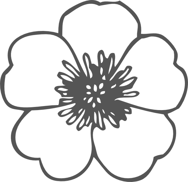 Small - Drawing Simple Poppy Flower Clipart (600x582), Png Download