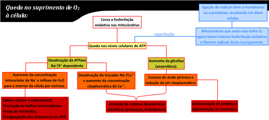 Lesão Por Hipóxia - Evitar O Estresse Oxidativo Clipart (867x397), Png Download