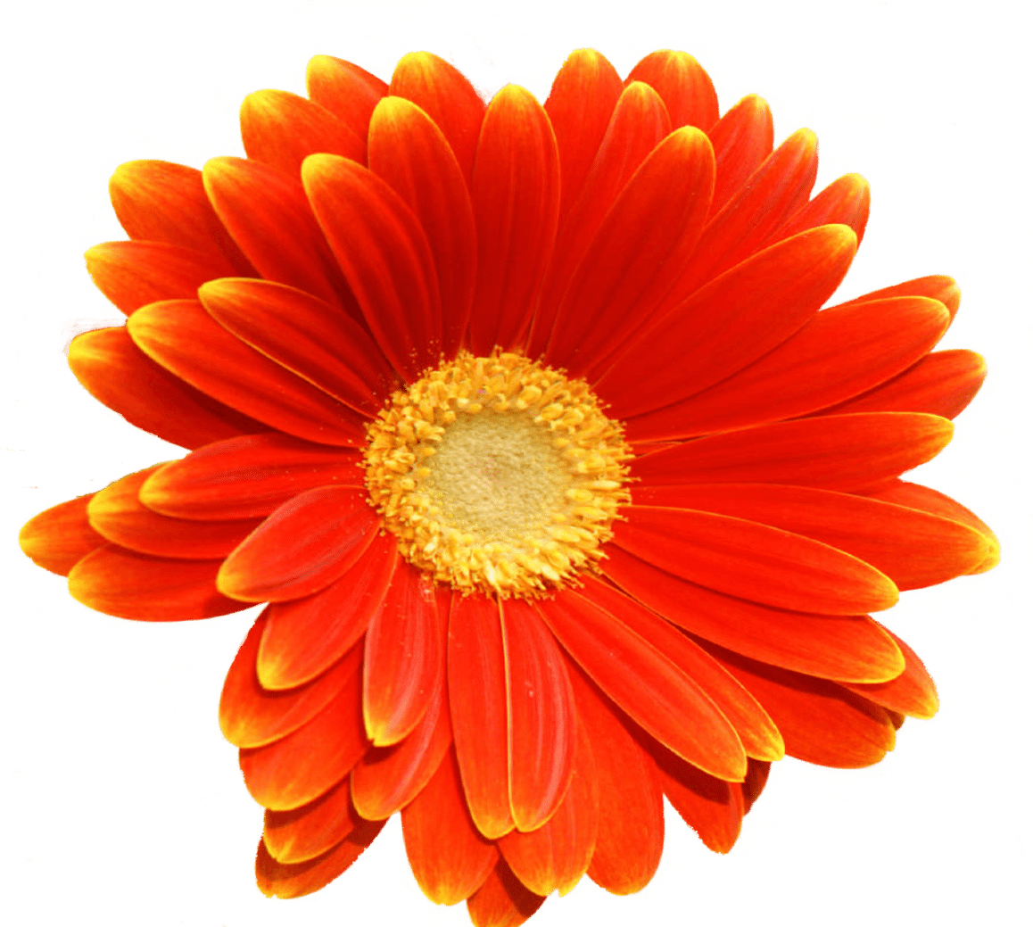 Poppy - Barberton Daisy Clipart (1158x1039), Png Download