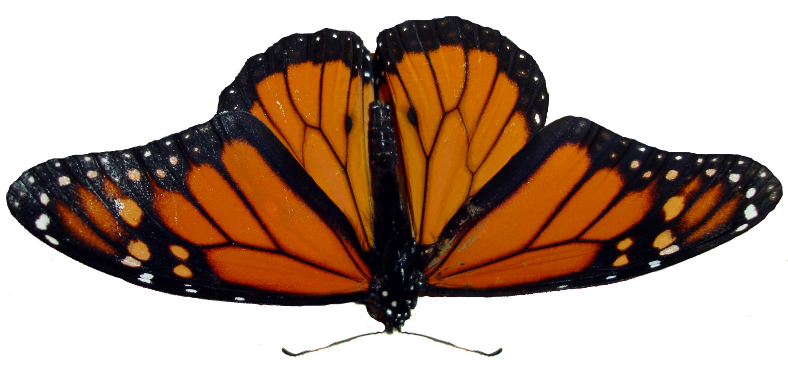 Butterfly - Angangueo Clipart (1600x755), Png Download