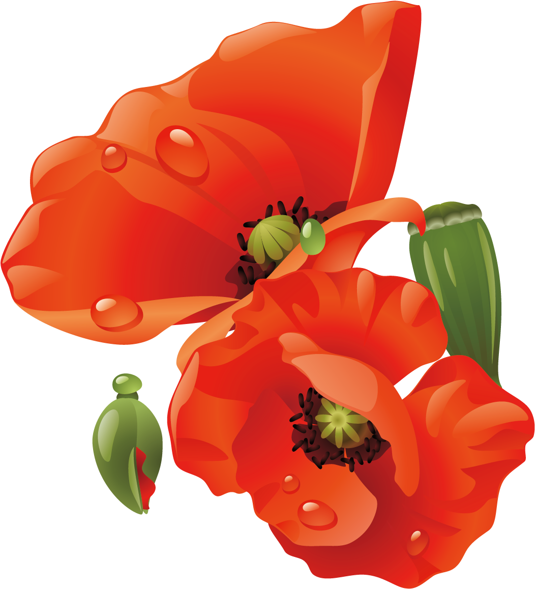Paper Flowers Bouquet Transprent Png Free - Oriental Poppy Clipart (1500x1500), Png Download