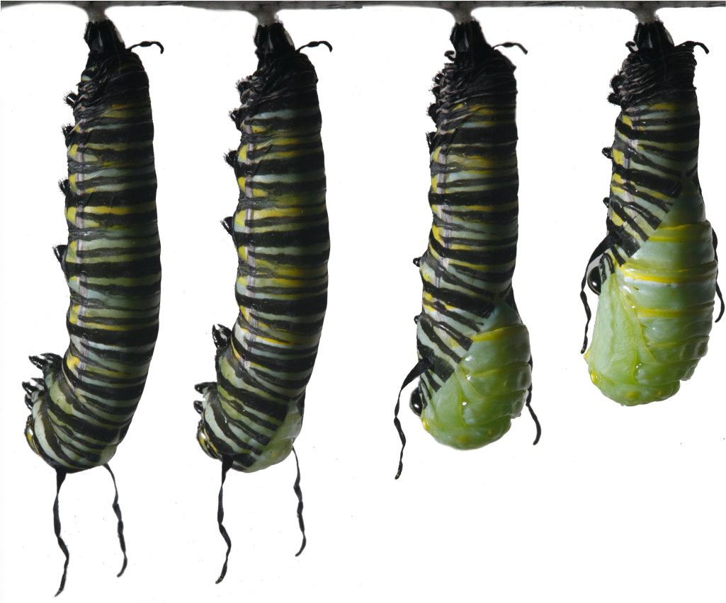 Monarch Caterpillar Png - Butterfly Caterpillar Monarch I Ytimg Clipart (1064x851), Png Download