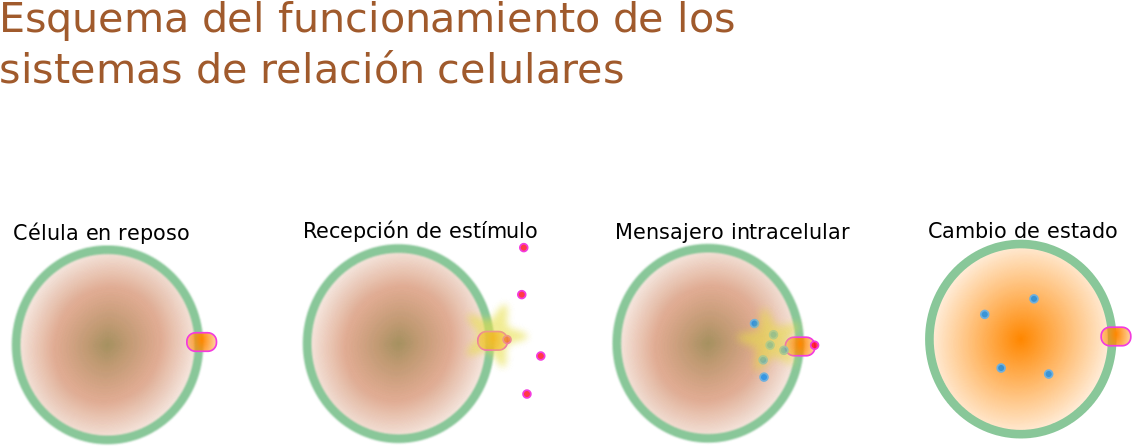 Esquema Relación Celular - Relación De La Célula Clipart (1280x609), Png Download