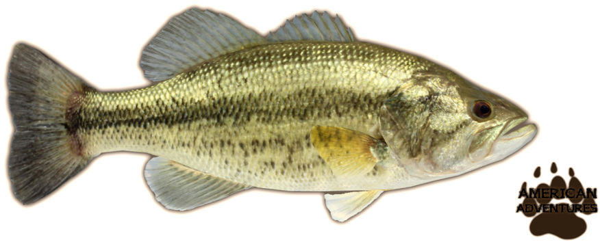 Largemouth Bass Png Clipart (1022x409), Png Download