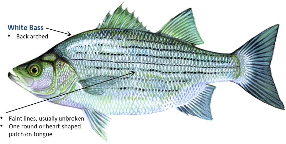 Sand Bass Oklahoma Clipart (953x497), Png Download