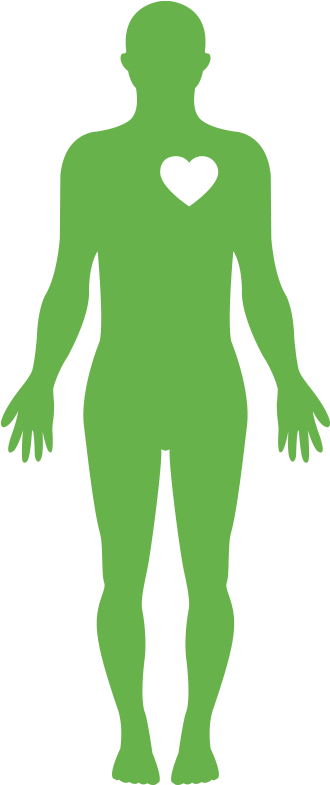 Body - Human Body Water Png Clipart (400x800), Png Download