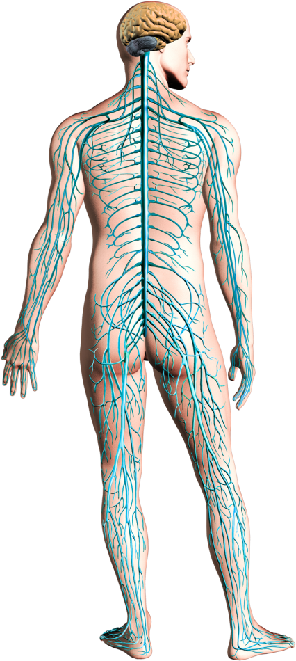 Your U0027nerve Systemu0027 Is A Multi-faceted, Intricately - Nervous System With Functions Clipart (682x1024), Png Download