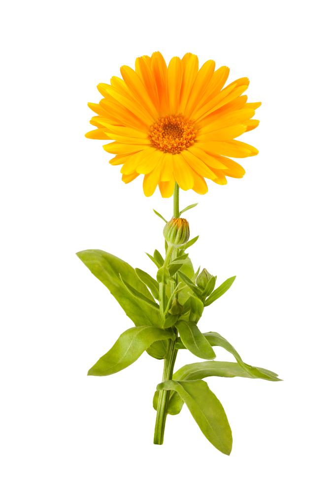 Marigold Png Picture - Marigold Png Clipart (680x1000), Png Download