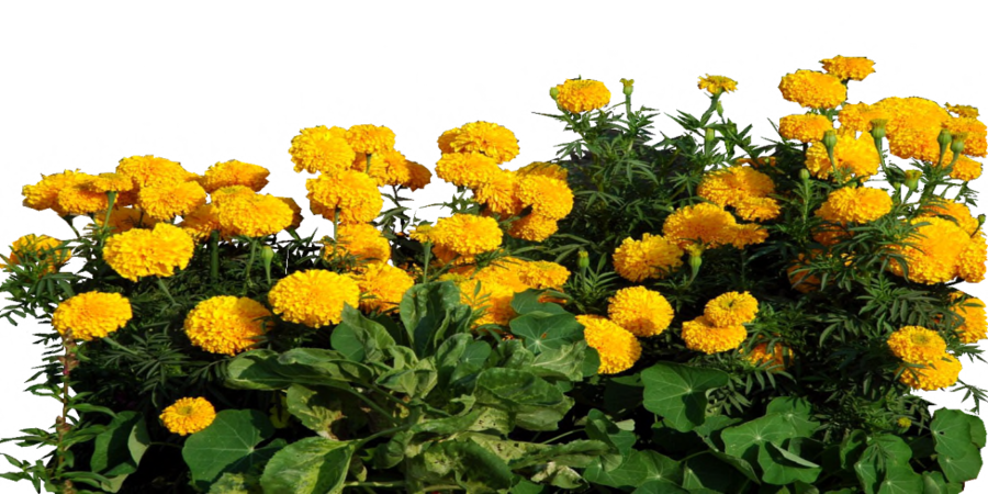 Marigold Clipart Transparent - Transparent Marigold Flower Png (900x450), Png Download