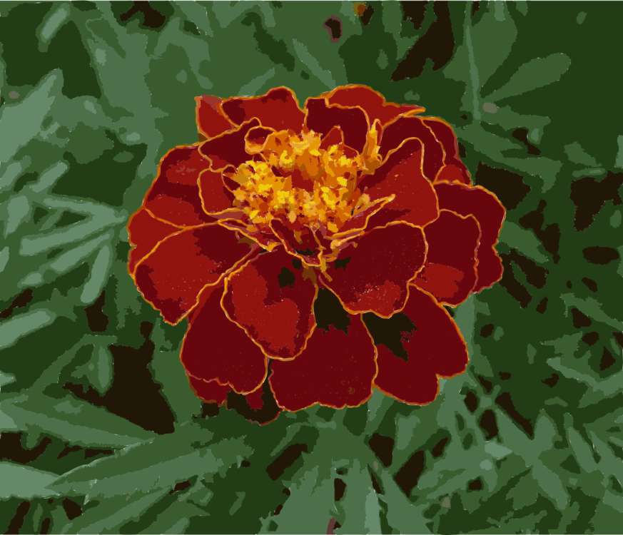 Mexican Marigold Flower Plants Annual Plant Seed - Чорнобривець Квітка Clipart (873x750), Png Download