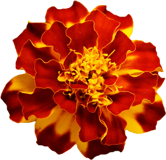 Marigold Hd Image - Red Marigold Flower Png Clipart (590x565), Png Download