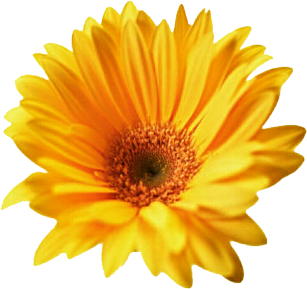 Gerbera Png Transparent - Yellow Flower Cut Out Clipart (1024x950), Png Download