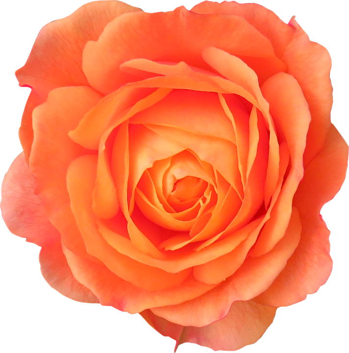 Orange Flowers No Background Clipart (633x640), Png Download