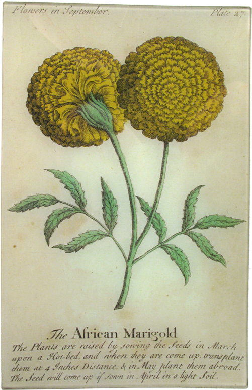 Botanical Illustration Clipart (800x800), Png Download