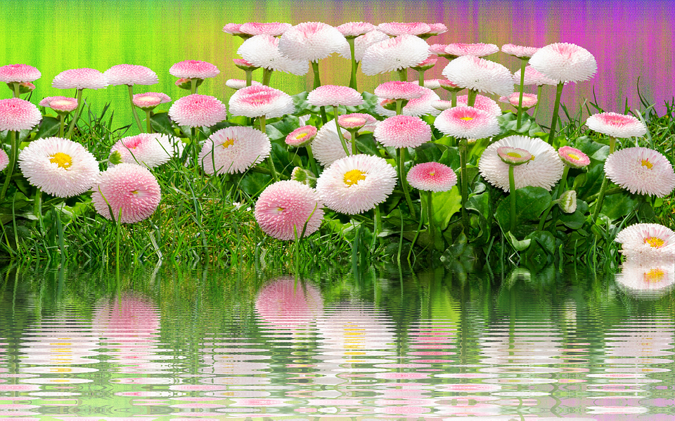 Meadow, Flowers, Summer, Nature, Grass, Garden - Flower Clipart (960x599), Png Download