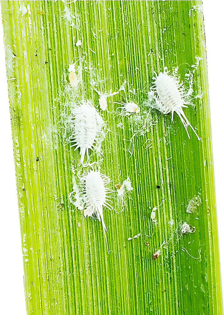 Mealybugs Are Major Outdoor Garden Pests That Often - Hierochloe Clipart (1000x1000), Png Download