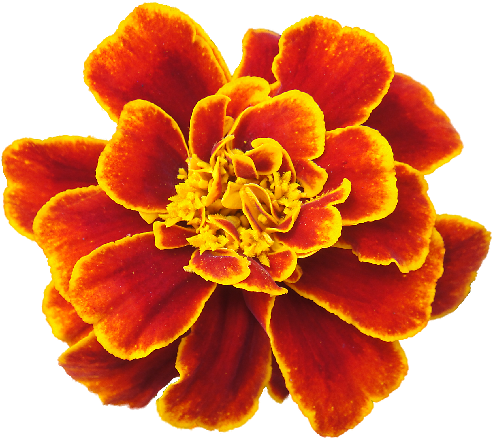 Marigold Png Clipart - Marigold Flower Tribal Transparent Png (900x856), Png Download