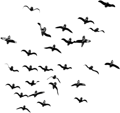 Free Png Download Birds Png Images Background Png Images Transparent Background Bird Png Clipart Large Size Png Image Pikpng