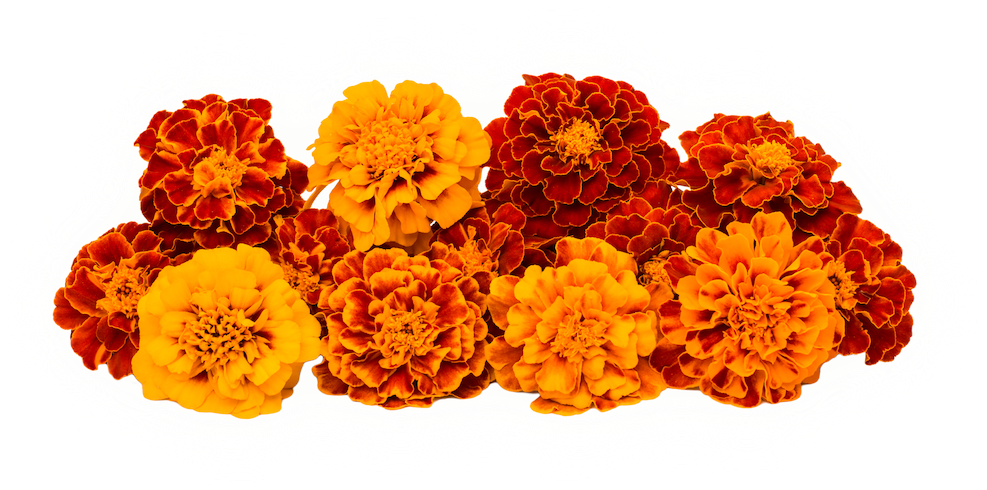 High Purity Marigold Extract Lutein And Zeaxanthin - Calendula Flower All Colours Clipart (992x597), Png Download