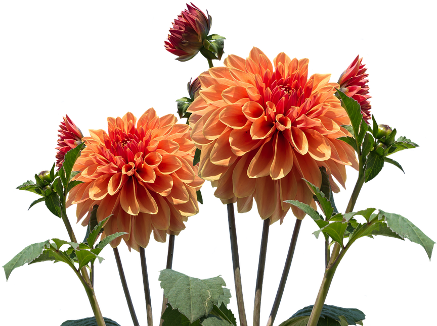 Garden Flowers Png Clipart - Large Size Png Image - PikPng