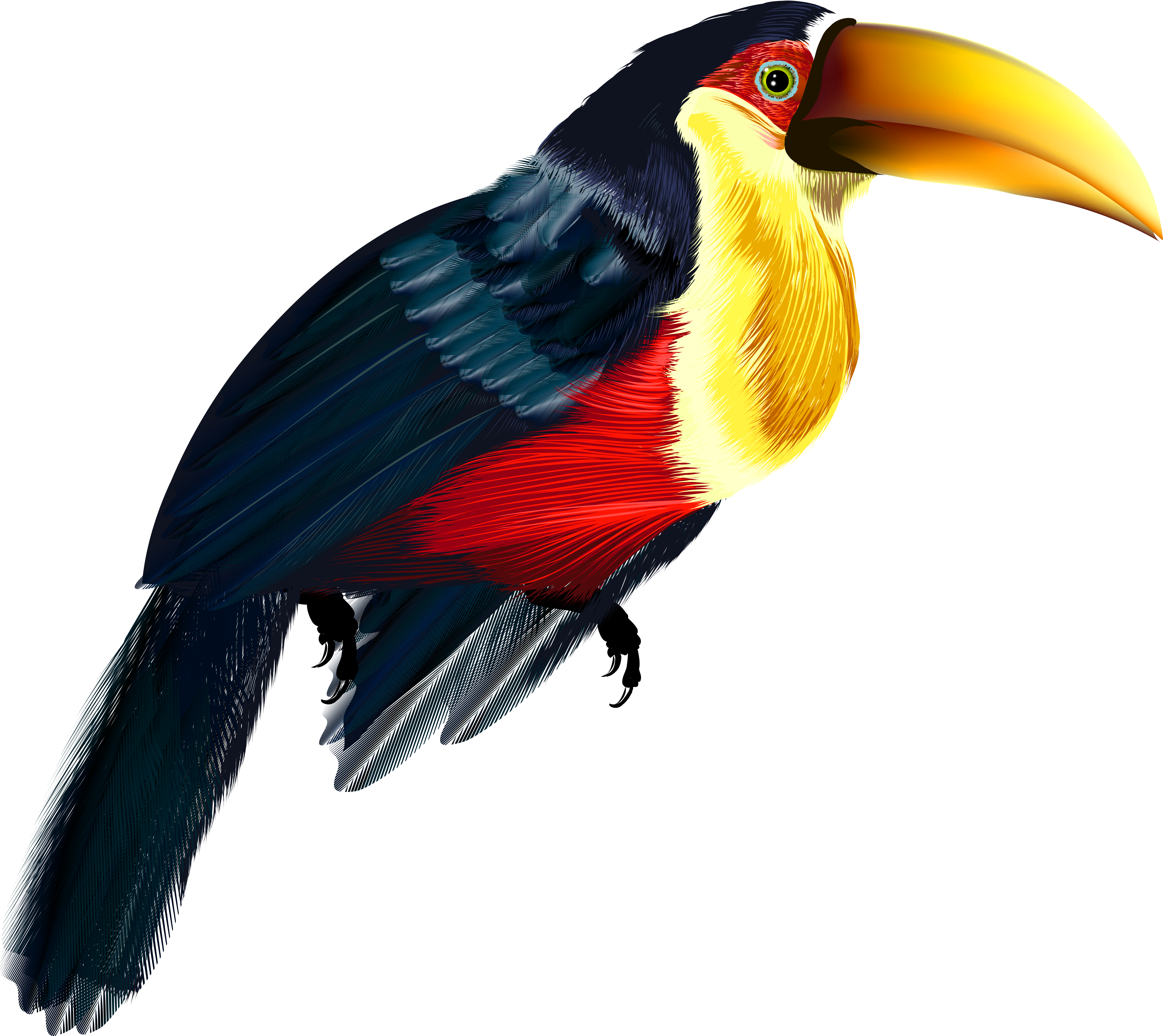 Toucan Transparent Png Clipart - Toucan Png (4172x3692), Png Download
