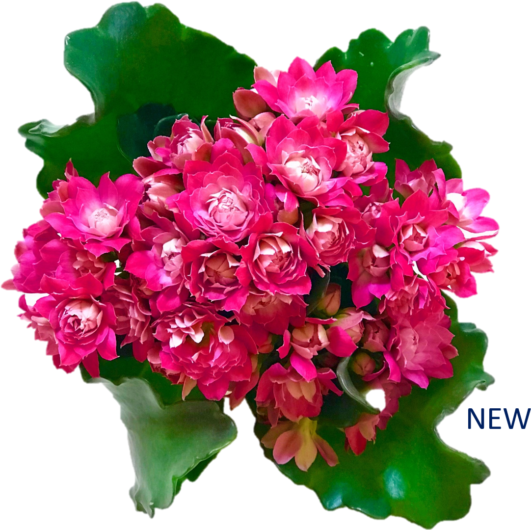 Dark Pink - Bouquet Clipart (1233x1125), Png Download