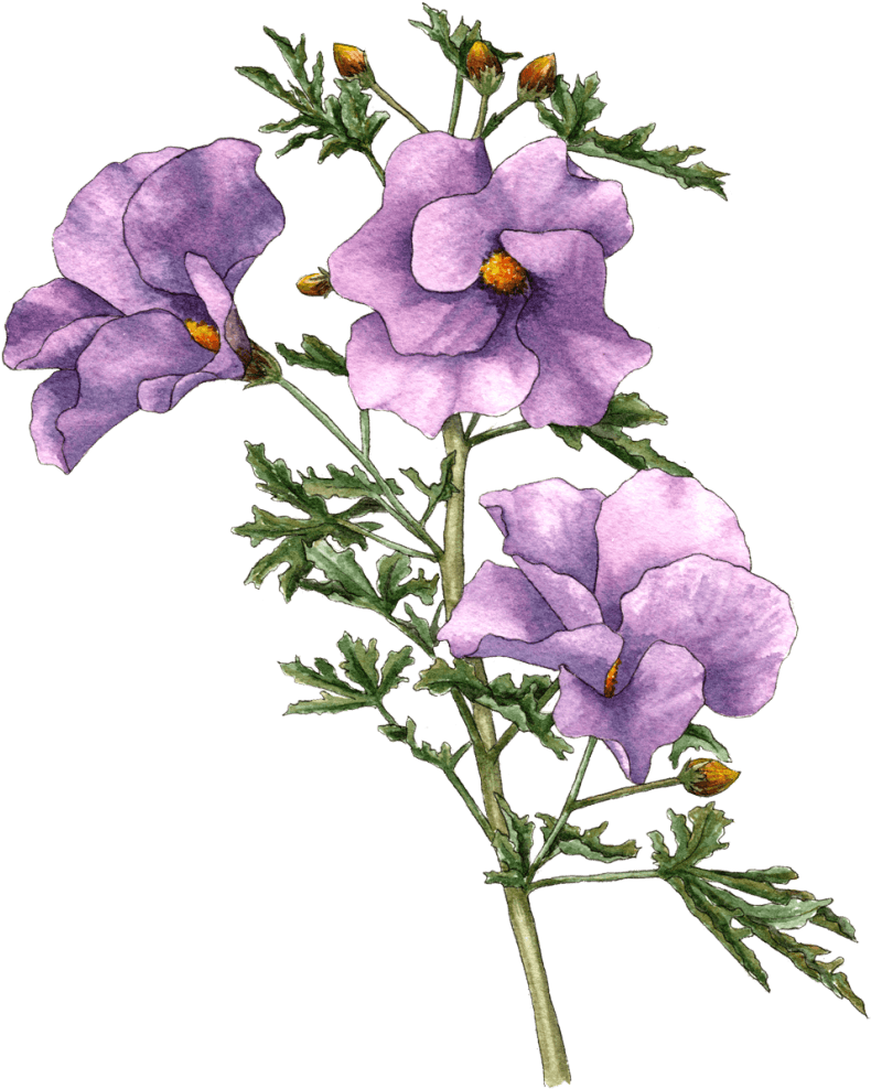 Berkeley Horticultural Nursery - Lilac Hibiscus Clipart (827x1024), Png Download