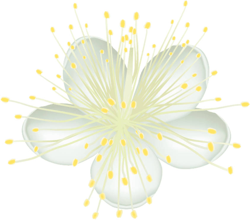 Free Png Download White Flower Png Png Images Background - Caper Family Clipart (850x748), Png Download