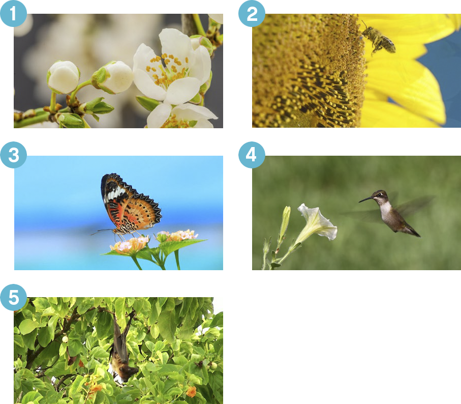 Plants And Pollinators - Wildflower Clipart (907x794), Png Download