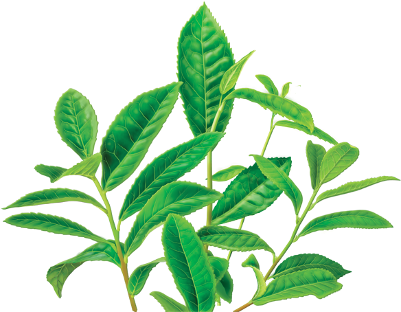 Green Tea Decaf Herbal Supplement - 有机 绿茶 Clipart (600x560), Png Download